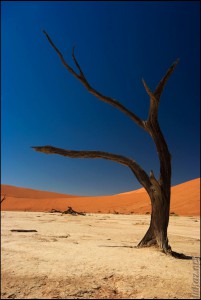 Dead Vlei Namib Naukluft Park