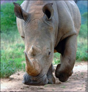 Rhino Waterberg
