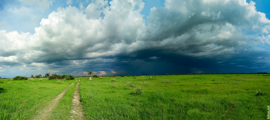 Moremi Game Reserve Black Pools Region