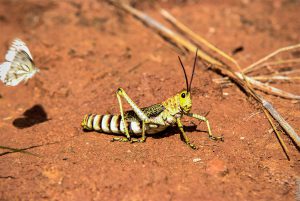 Waterberg Plateau Hopper