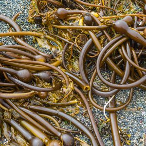 Nereocystis Bullenkelp bull kelp