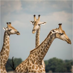 Chobe NP Girafs