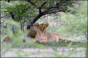 Lion Etosha 2008