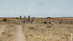 Zebras in Makgadikgadi