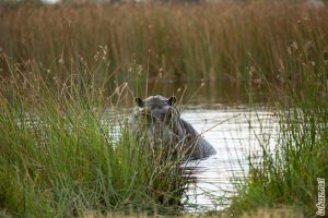 Moremi Hippo near 2nd bridge
