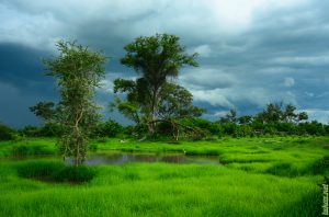 Moremi Game Reserve Black Pools